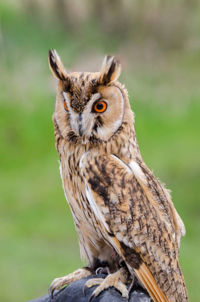 istock eagle owl, nocturnal bird of prey 1200702176
