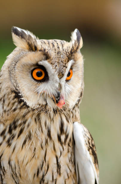 istock eagle owl, nocturnal bird of prey 1200702271