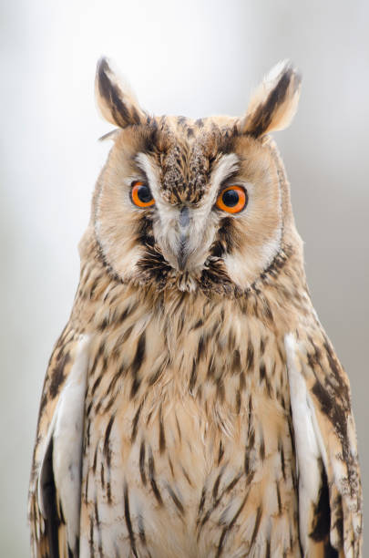 istock eagle owl, nocturnal bird of prey 1200702281