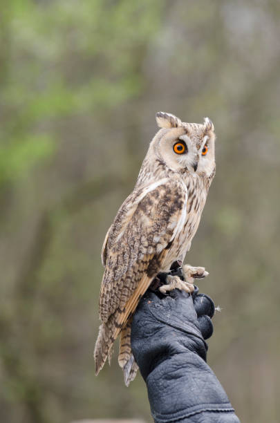 istock eagle owl, nocturnal bird of prey 1200702307