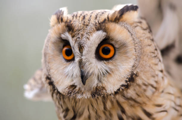 istock eagle owl, nocturnal bird of prey 1200702311