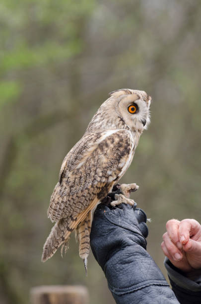 istock eagle owl, nocturnal bird of prey 1200702315