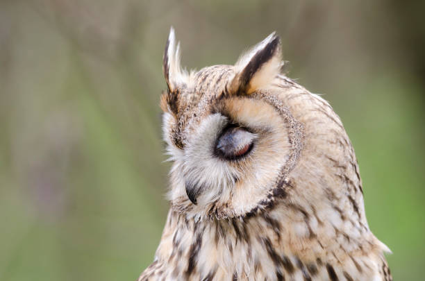 istock eagle owl, nocturnal bird of prey 1200702320