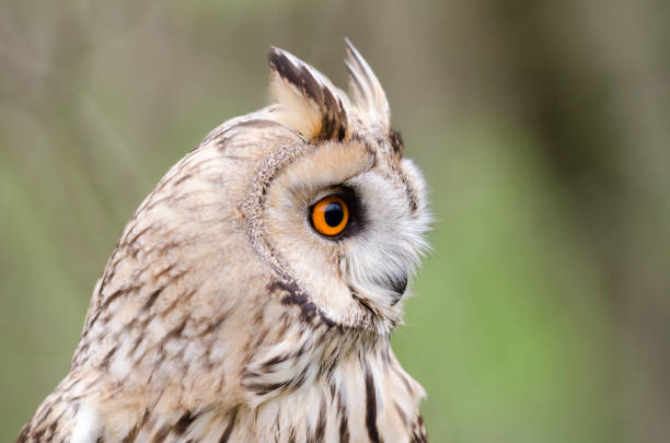 istock eagle owl, nocturnal bird of prey 1200702327