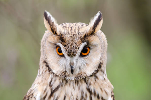 istock eagle owl, nocturnal bird of prey 1200702361