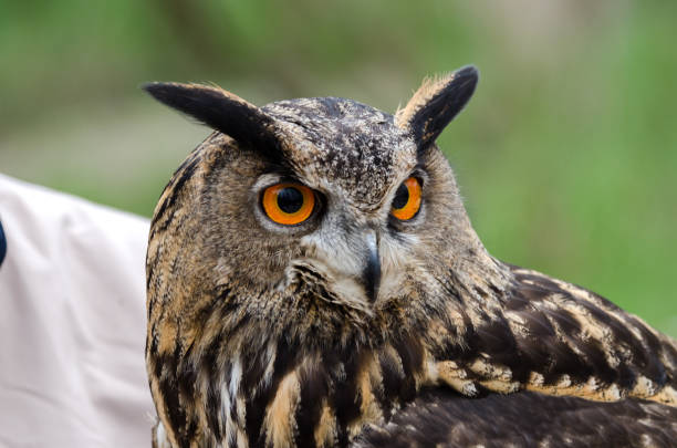 istock eagle owl, nocturnal bird of prey 1200702386