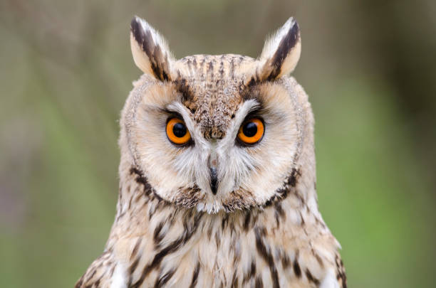 istock eagle owl, nocturnal bird of prey 1200702391