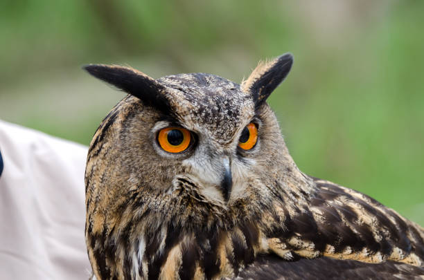 istock eagle owl, nocturnal bird of prey 1200702397