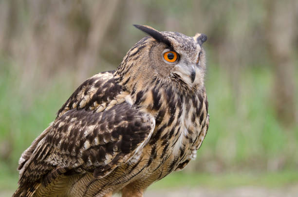 istock eagle owl, nocturnal bird of prey 1200702409