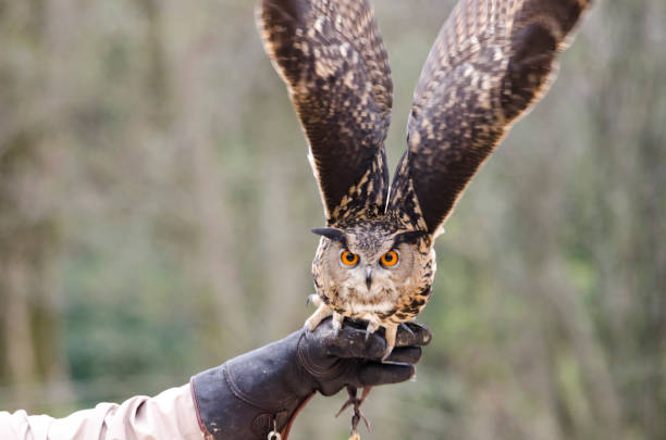 istock eagle owl, nocturnal bird of prey 1200702417