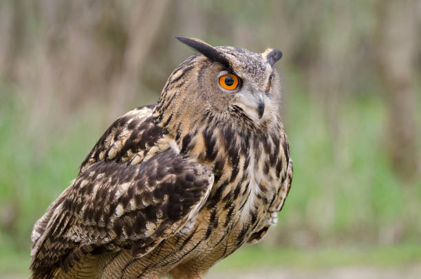 istock eagle owl, nocturnal bird of prey 1200702422