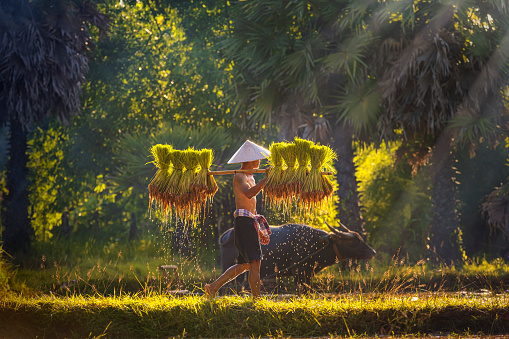 Farmers are carrying seedlings. People in the community are working together to bring rice together With the buffalo resting from the plowing behind. Life of Southeast Asia in rice fields, Thailand.