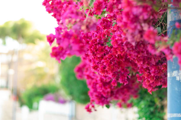 istock Bougainvillea in bloom in spring. 1200702602