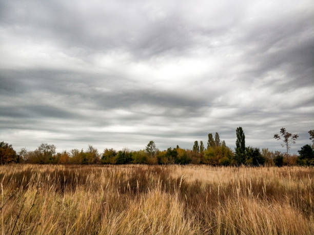 Ripe wheat field under a sky with clouds