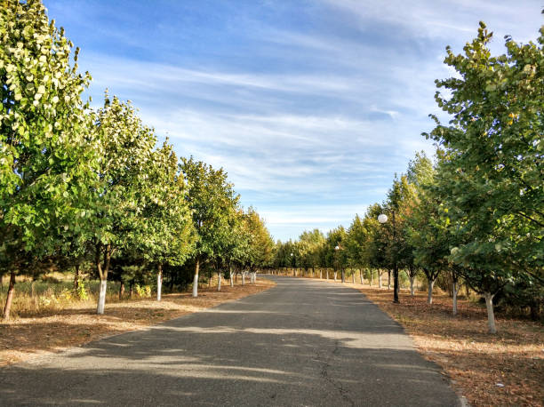 The asphalt road for running with rows of young trees