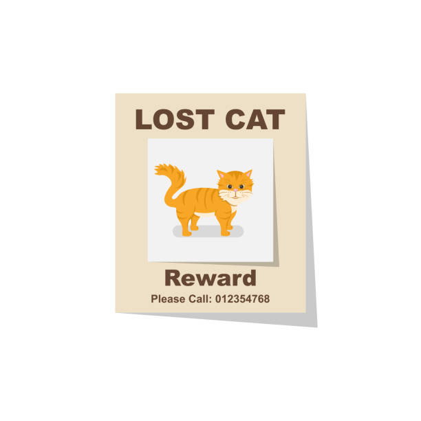 ilustraciones, imágenes clip art, dibujos animados e iconos de stock de gato perdido. recompensa por el hallazgo. falta cartel. - lost pet
