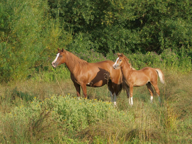 Pretty Mare and Foal A pretty Welsh Cob mare with her foal in a meadow. welsh pony foal stock pictures, royalty-free photos & images