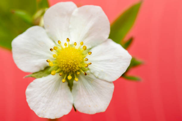 Blooming of strawberries (Fragaria), on a gently coral background. Macro. Close-up