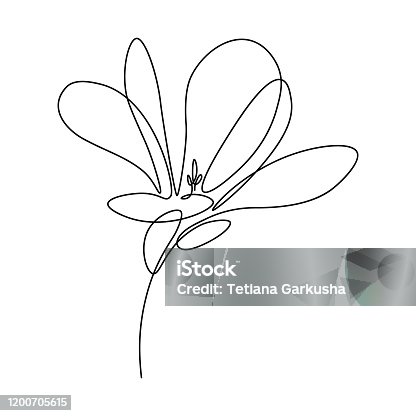 istock Magnolia flower 1200705615