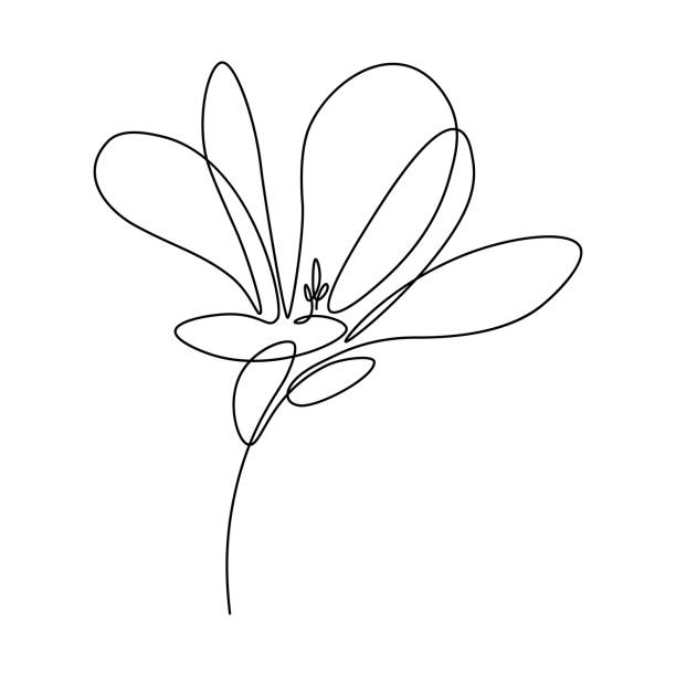 Magnolia flower Magnolia flower in continuous line art drawing style. Minimalist black linear sketch isolated on white background. Vector illustration flourish art illustrations stock illustrations