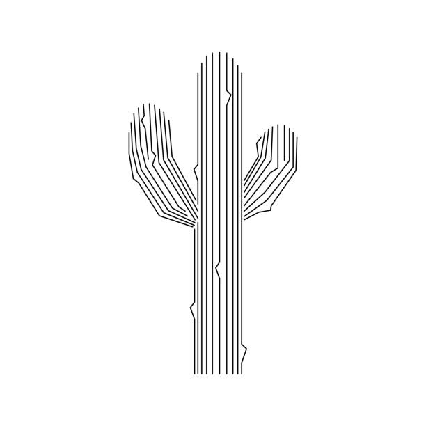 konstrukcja kaktusa - cactus saguaro cactus desert cardon cactus stock illustrations