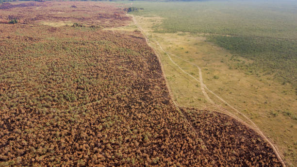 istock Aerial view after mass of a forest fire in the swamp. Ecological problem. 1200706373
