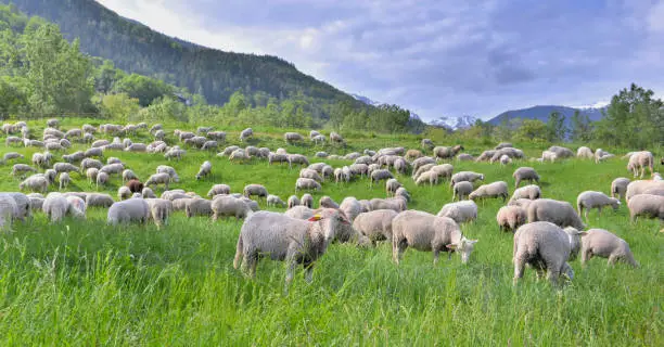 Photo of flock of sheep in greenery grassland in alpine mountain at spring
