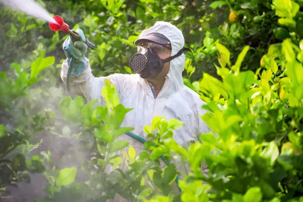 Photo of Farm worker spraying pesticide and insecticide on lemon plantation.