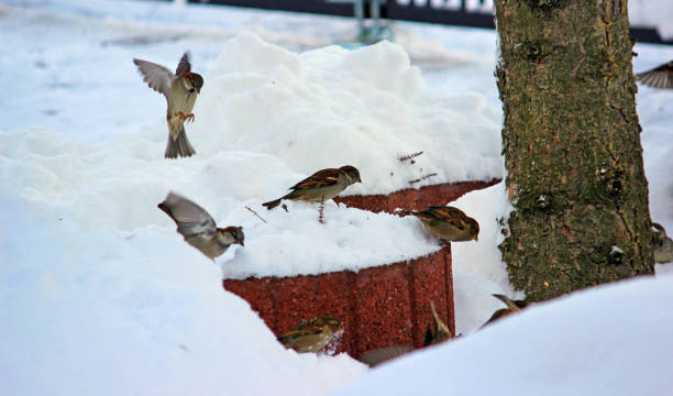 istock Birds sparrows in the winter 1200708718