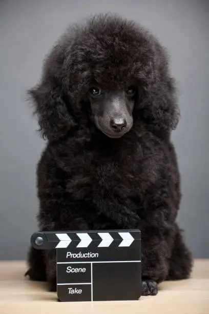 Photo of dog portrait clapper board table