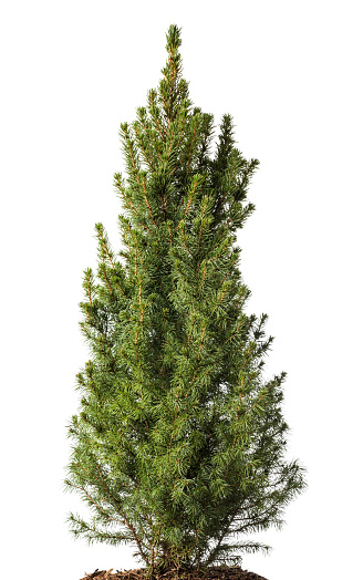 picea plant  isolated on white background