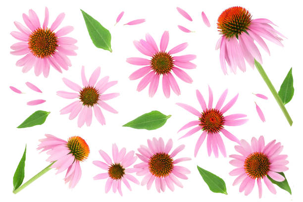 Flower of a Echinacea purpurea , purple coneflower.