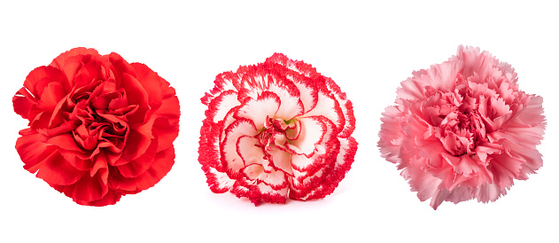 Carnations mix  isolated on white background