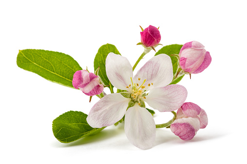 Apple Flowers with buds isolated on white background