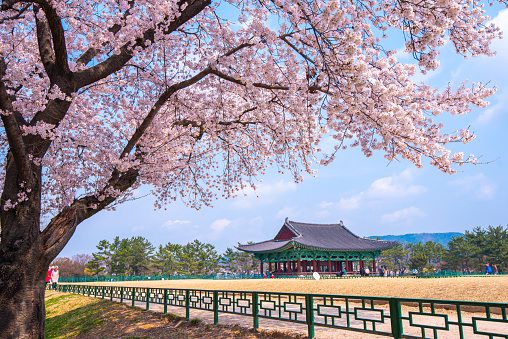 Beautiful cherry blossoms in the spring of South Korea at Gyeongju city South Korea South Korea.