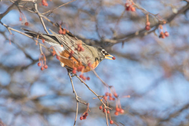 istock American robin in winter 1200713634