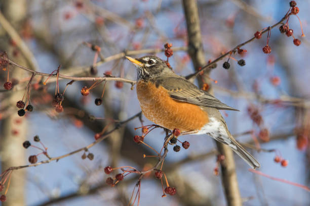 istock American robin in winter 1200713922