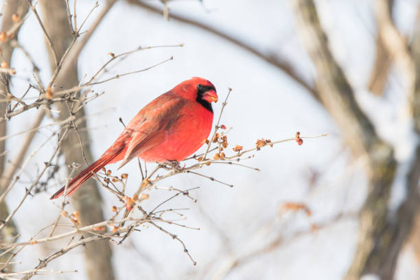 istock northern cardinal in winter 1200714037