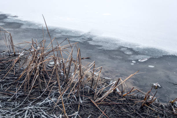 istock Early spring on the river bank. Melting ice and dry reed 1200714058
