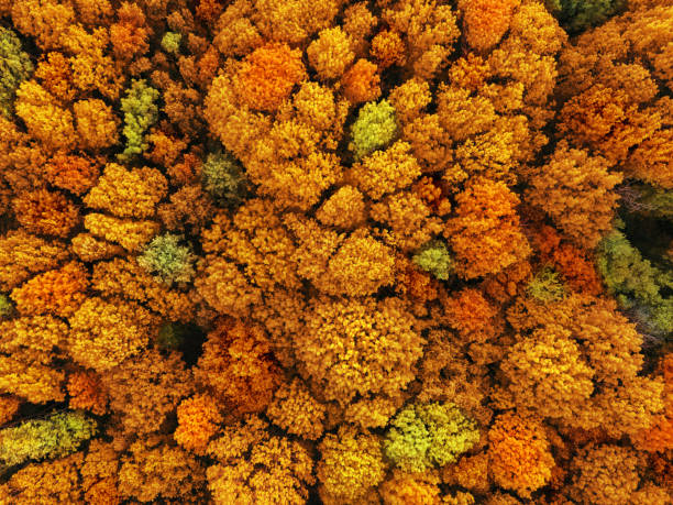 istock Natural fall background in an yellow and red colors and leaf texture. 1200714865