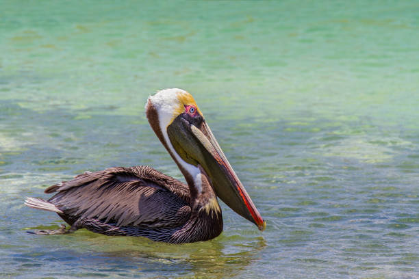 Brown pelican swimming on sea water Close up brown pelican swims on sea water in Bonaire. During my stay on this beautiful island I saw a lot of these pelicans around the coast. This bird eats the fishes from the sea, it's called a sea bird or water bird. brown pelican stock pictures, royalty-free photos & images