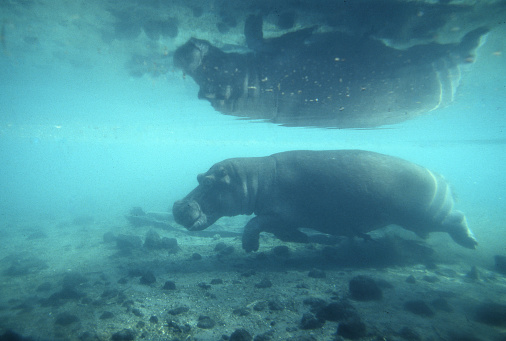 Common Hippopotamus in Masai Mara