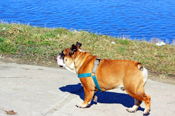 istock English bulldog dog 1200715149