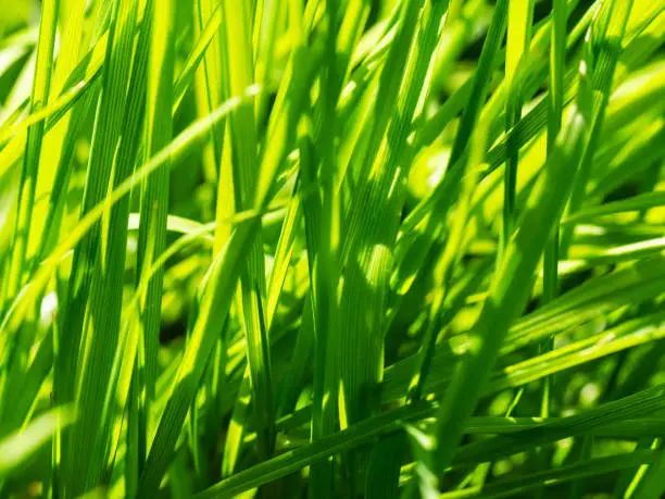 Fresh and juicy green grass in meadow pasture in sunlight, macro. Nature texture abstract background