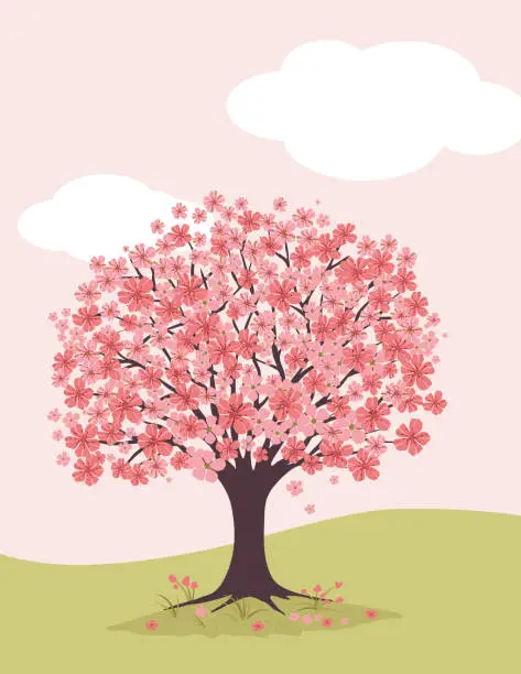 Vector illustration of Cherry Blossoms Background