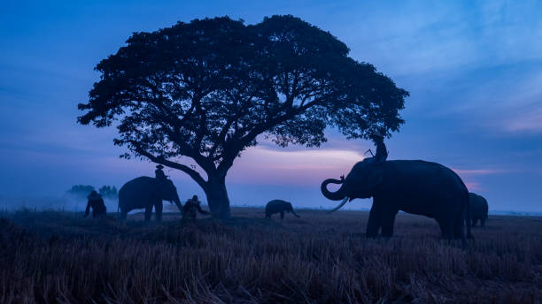 istock Silhouette Of Elephant On Field Against Sky. 1200719647