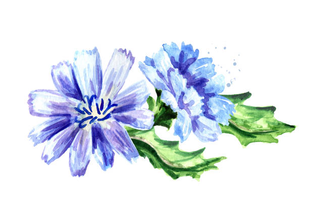 illustrations, cliparts, dessins animés et icônes de chicory ordinaire ou ommon ou cichorium fleurs intybus ensemble. illustration dessinée de main d'aquarelle, d'isolement sur le fond blanc - succory