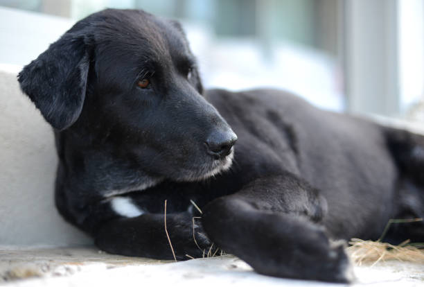 istock A portrait of a black dog 1200720032