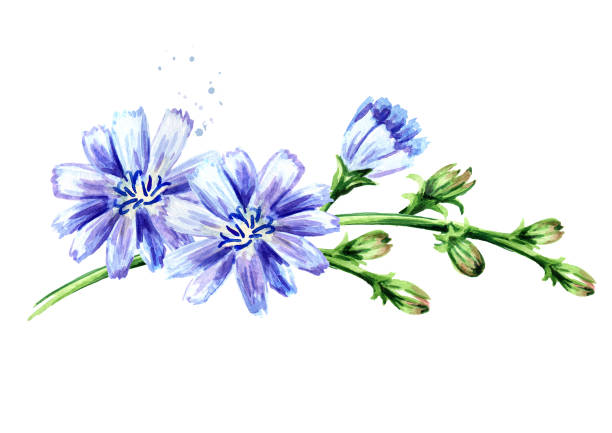 illustrazioni stock, clip art, cartoni animati e icone di tendenza di fiori di cicoria ordinaria o ommon o cichorium intybus, illustrazione disegnata a mano acquerello isolata su sfondo bianco - succory