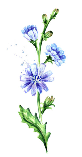 치커리 일반 또는 옴몬 또는 시초리움 intybus 꽃. 흰색 배경에 격리 된 수채화 손으로 그린 그림 - succory stock illustrations